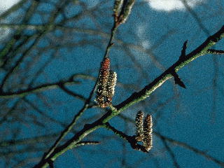 (和名:ポプラ) アスペン 写真 (C)ネルソンバッチ社