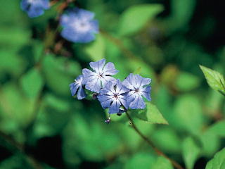 (和名:るりまつもどき) セラトー 写真 (C)ネルソンバッチ社