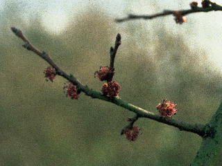 (和名:西洋ニレ) エルム 写真 (C)ネルソンバッチ社