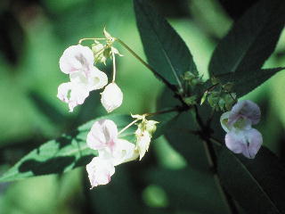 (和名:ほうせんか) インパチェンス 写真 (C)ネルソンバッチ社
