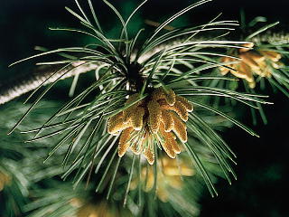 (和名:西洋あかまつ) パイン 写真 (C)ネルソンバッチ社