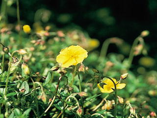 (和名:はんにち花) ロックローズ 写真 (C)ネルソンバッチ社