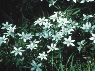 (和名:おおあまな) スターオブベツレヘム 写真 (C)ネルソンバッチ社