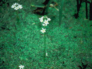 (和名:ウォーターバイオレット) ウォーターバイオレット 写真 (C)ネルソンバッチ社