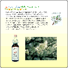 �i�V�j�ڍ׏������đI��